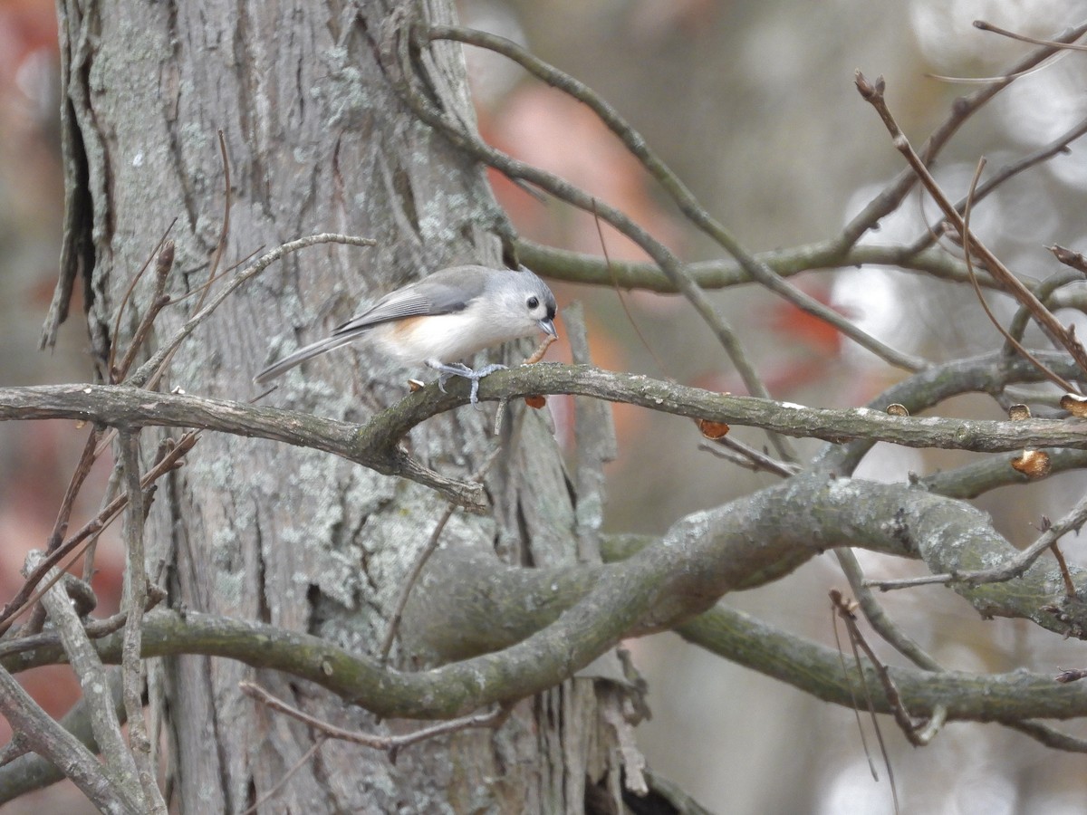 gråduskmeis - ML644602783