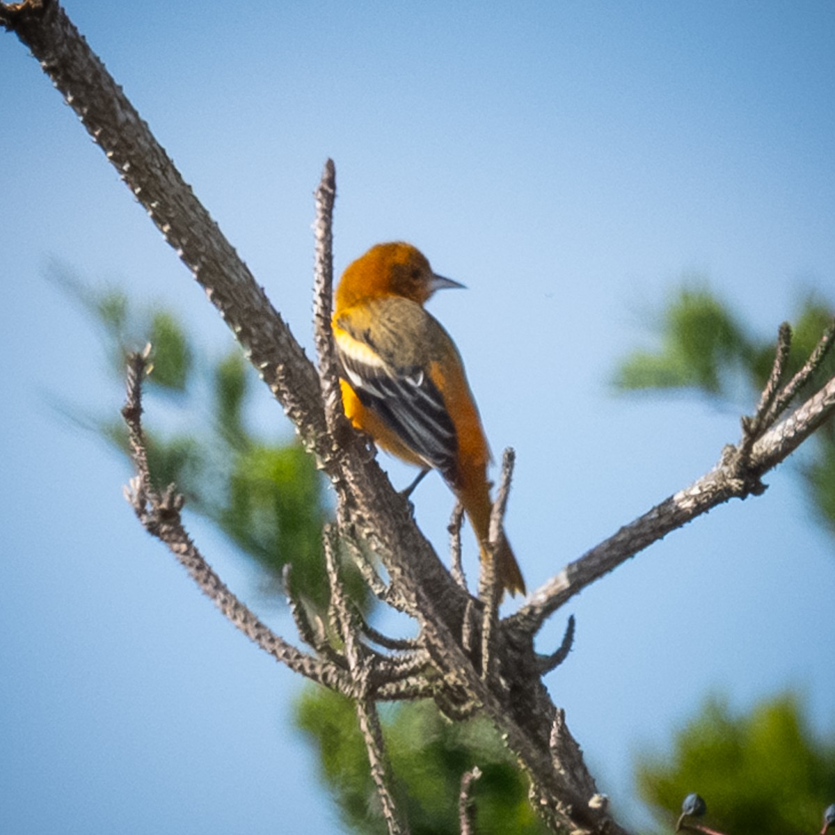 lundtrupial - ML644602784