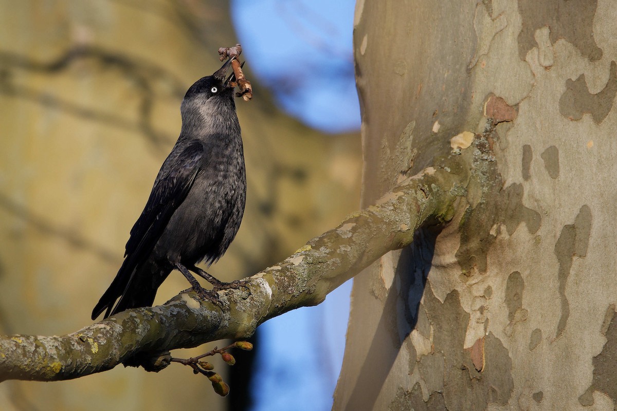 Taccola - ML644602785