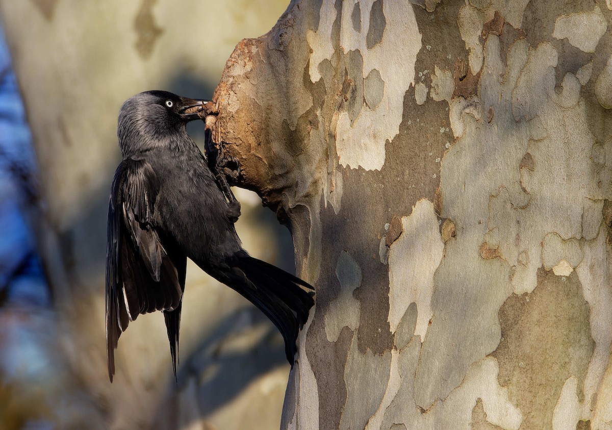 Taccola - ML644602789