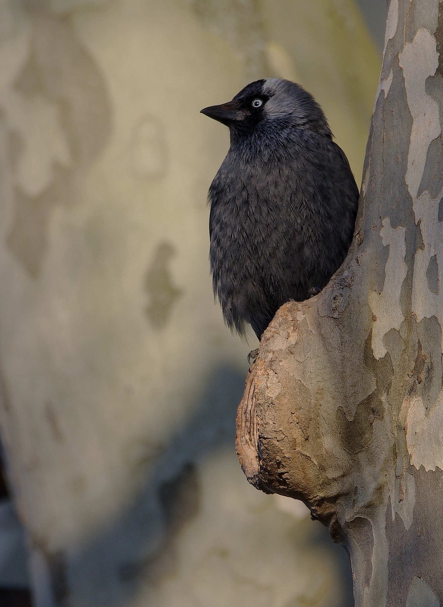 Taccola - ML644602791