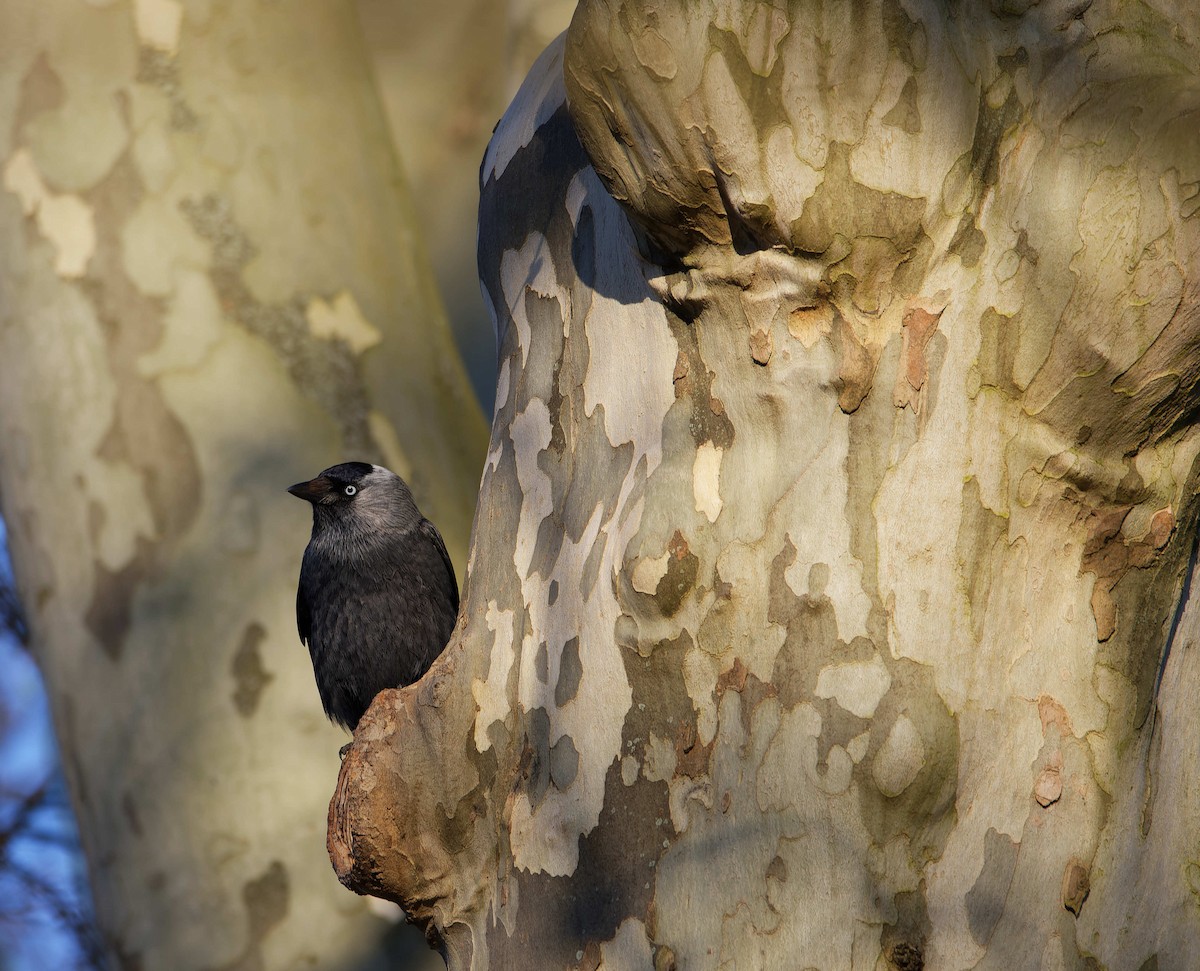 Taccola - ML644602797