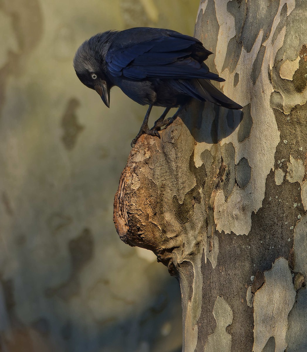 Taccola - ML644602799