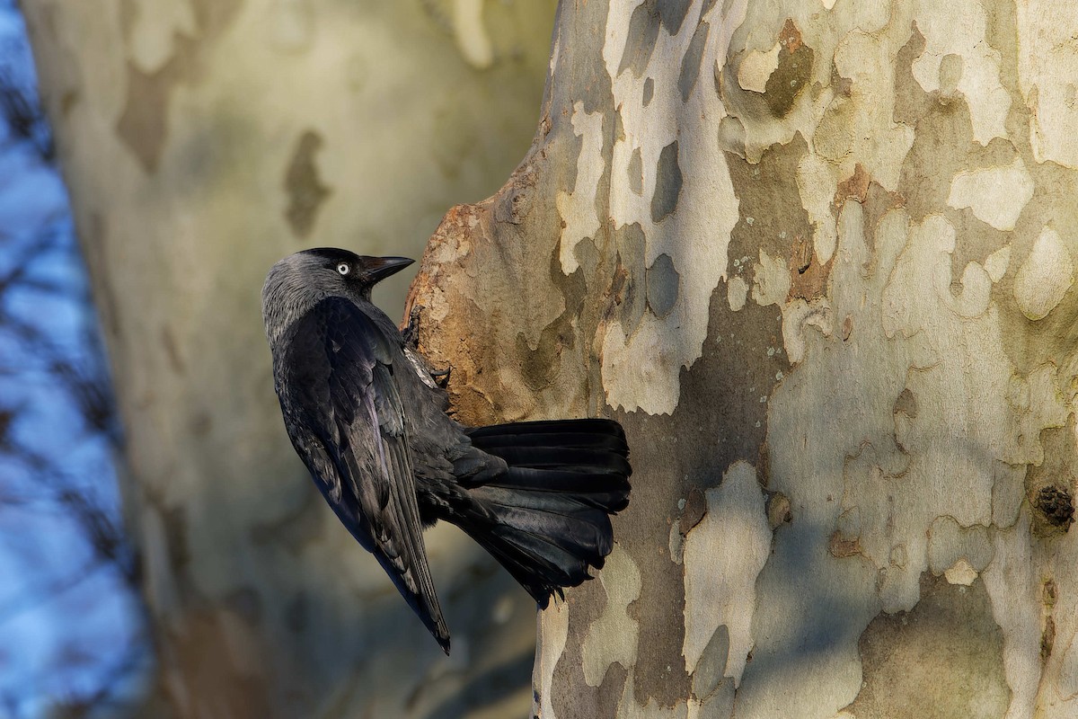 Taccola - ML644602805