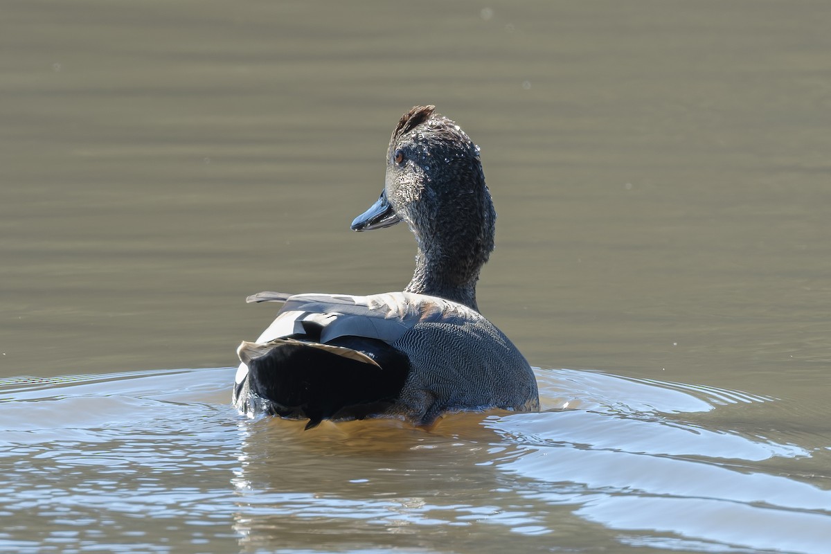 オカヨシガモ - ML644602807