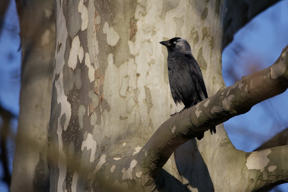 Taccola - ML644602810