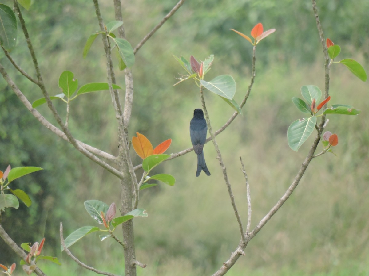 Kül Rengi Drongo - ML644602813