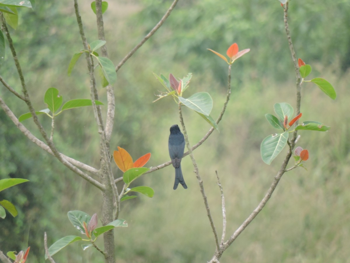 Kül Rengi Drongo - ML644602814