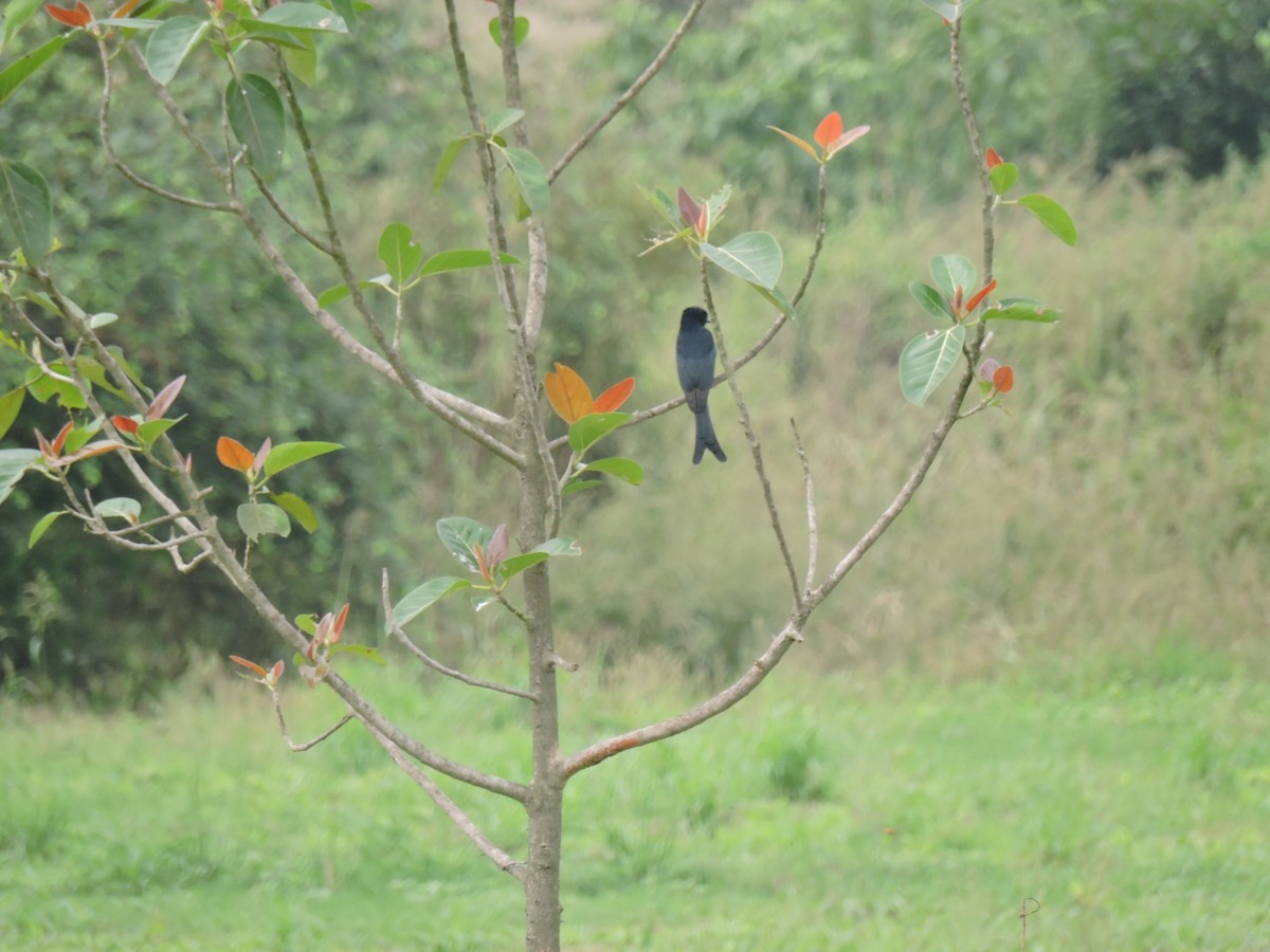 Kül Rengi Drongo - ML644602815