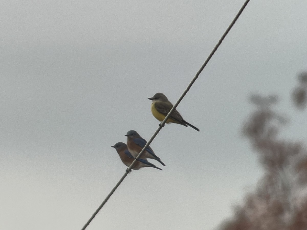 Western Kingbird - ML644602843