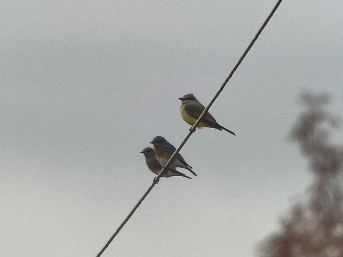 Western Kingbird - ML644602844