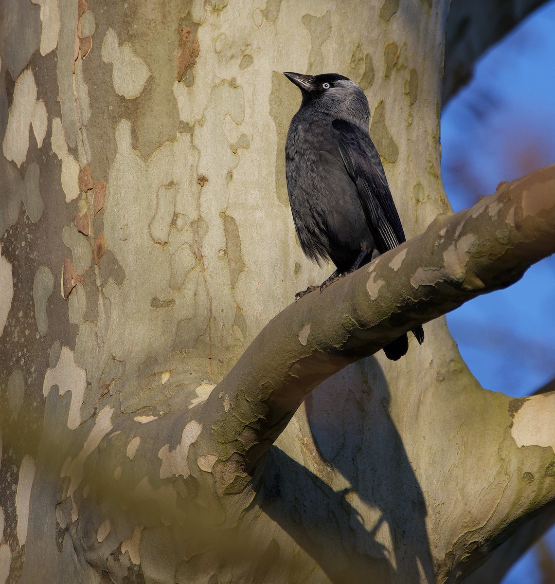 Taccola - ML644602847