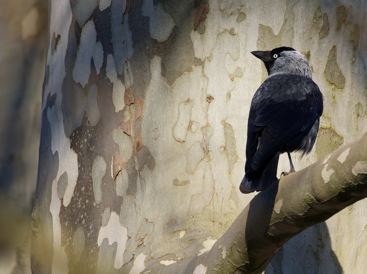 Taccola - ML644602849