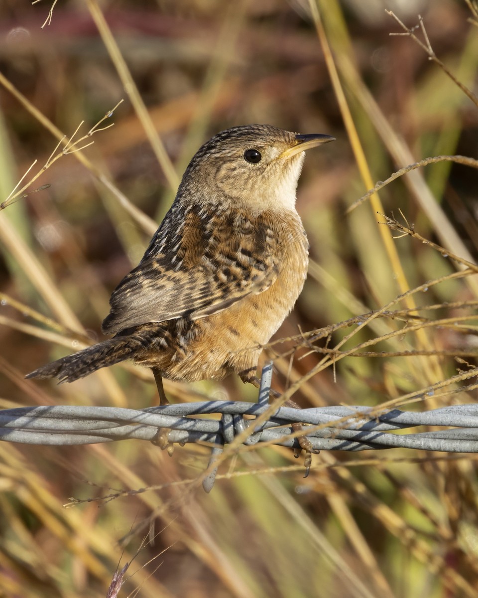 Тростниковый крапивник - ML644602853