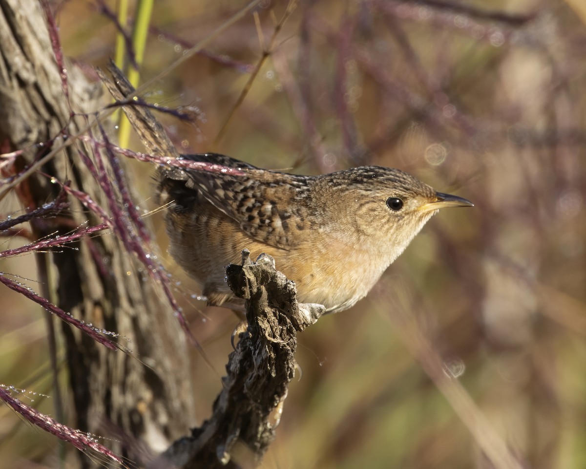 Тростниковый крапивник - ML644602854