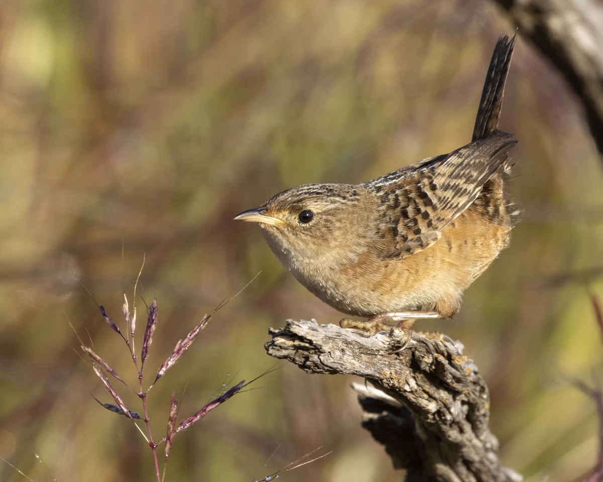 Тростниковый крапивник - ML644602855