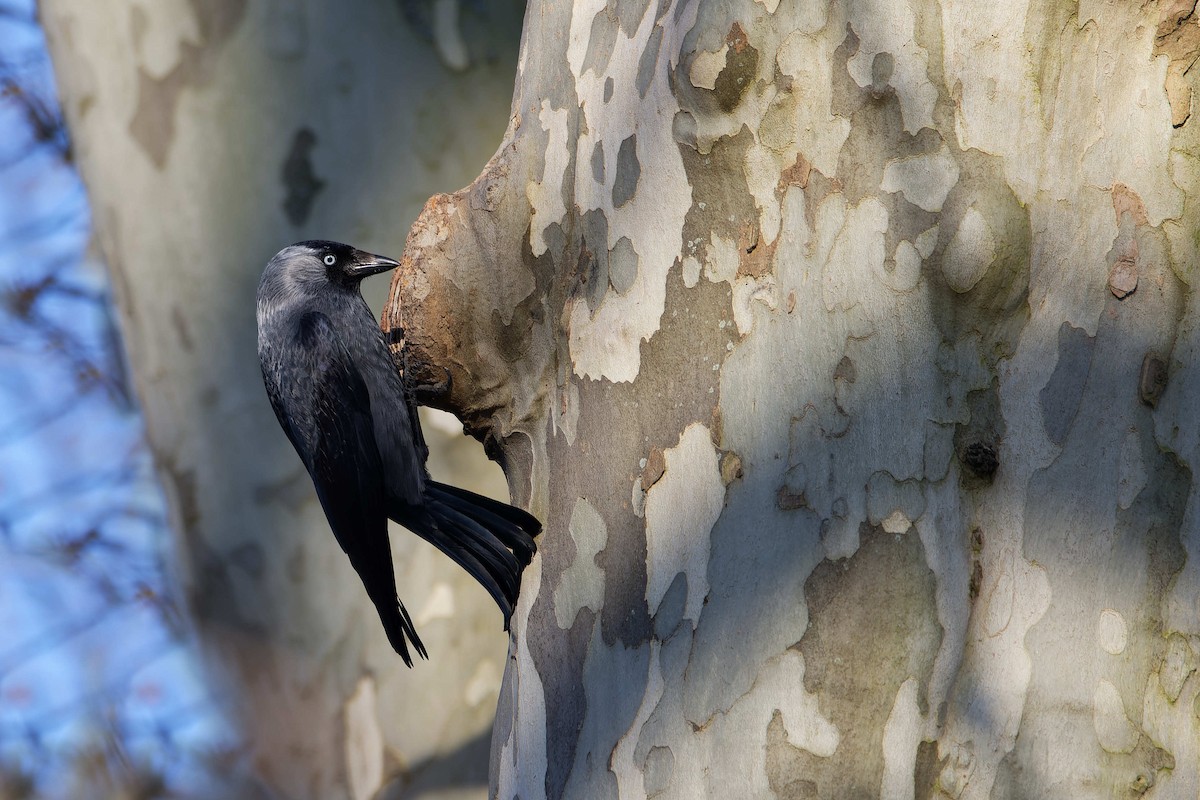 Taccola - ML644602857