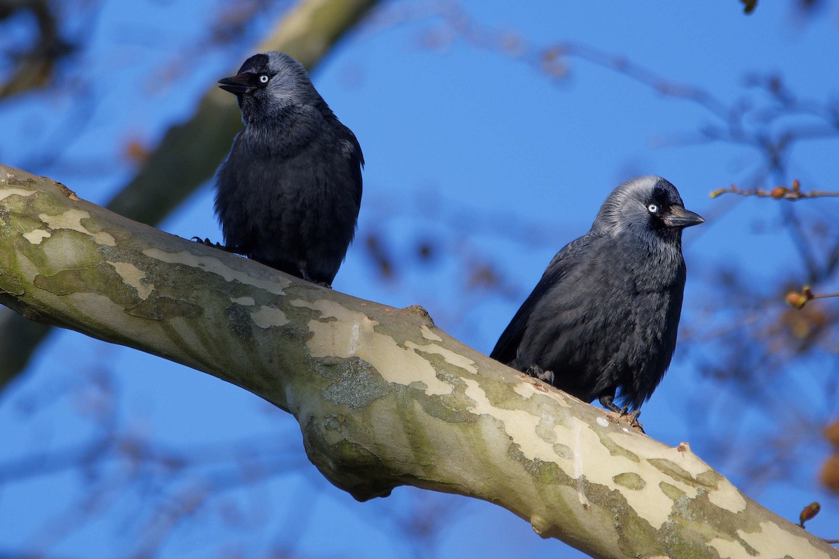 Taccola - ML644602858