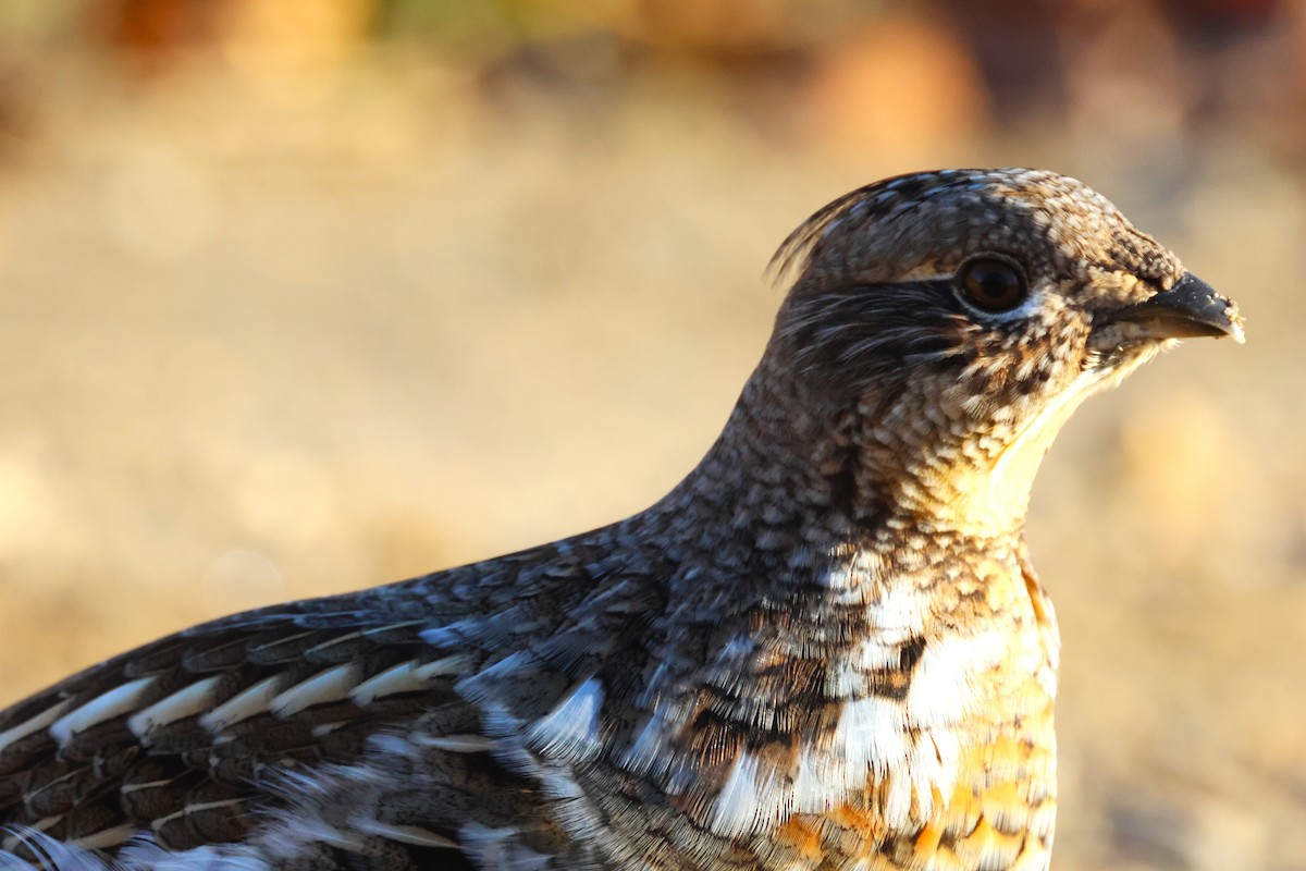 Ruffed Grouse - ML644602861