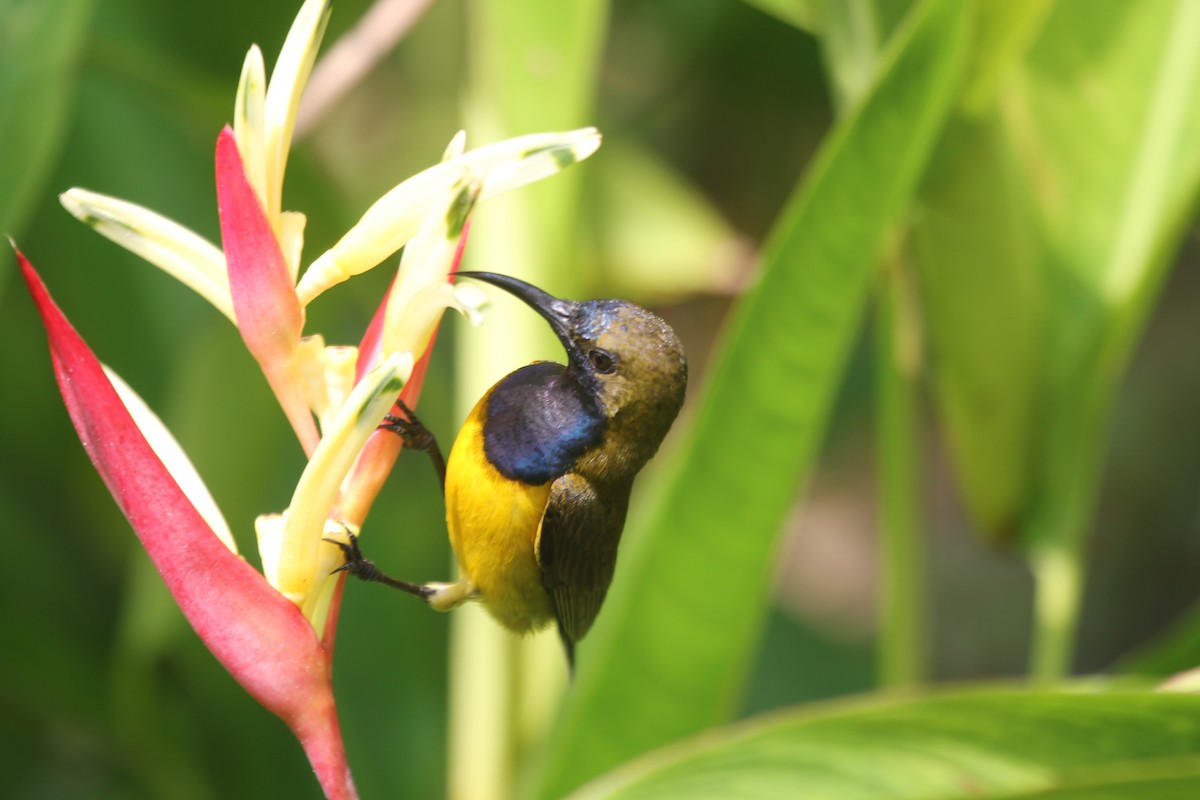 parksolfugl - ML644602866