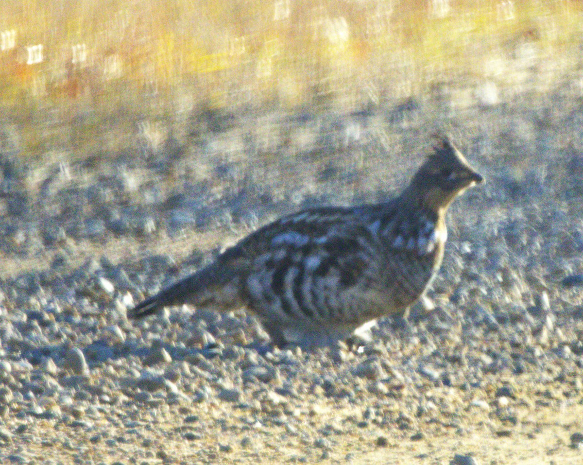 Ruffed Grouse - ML644602872