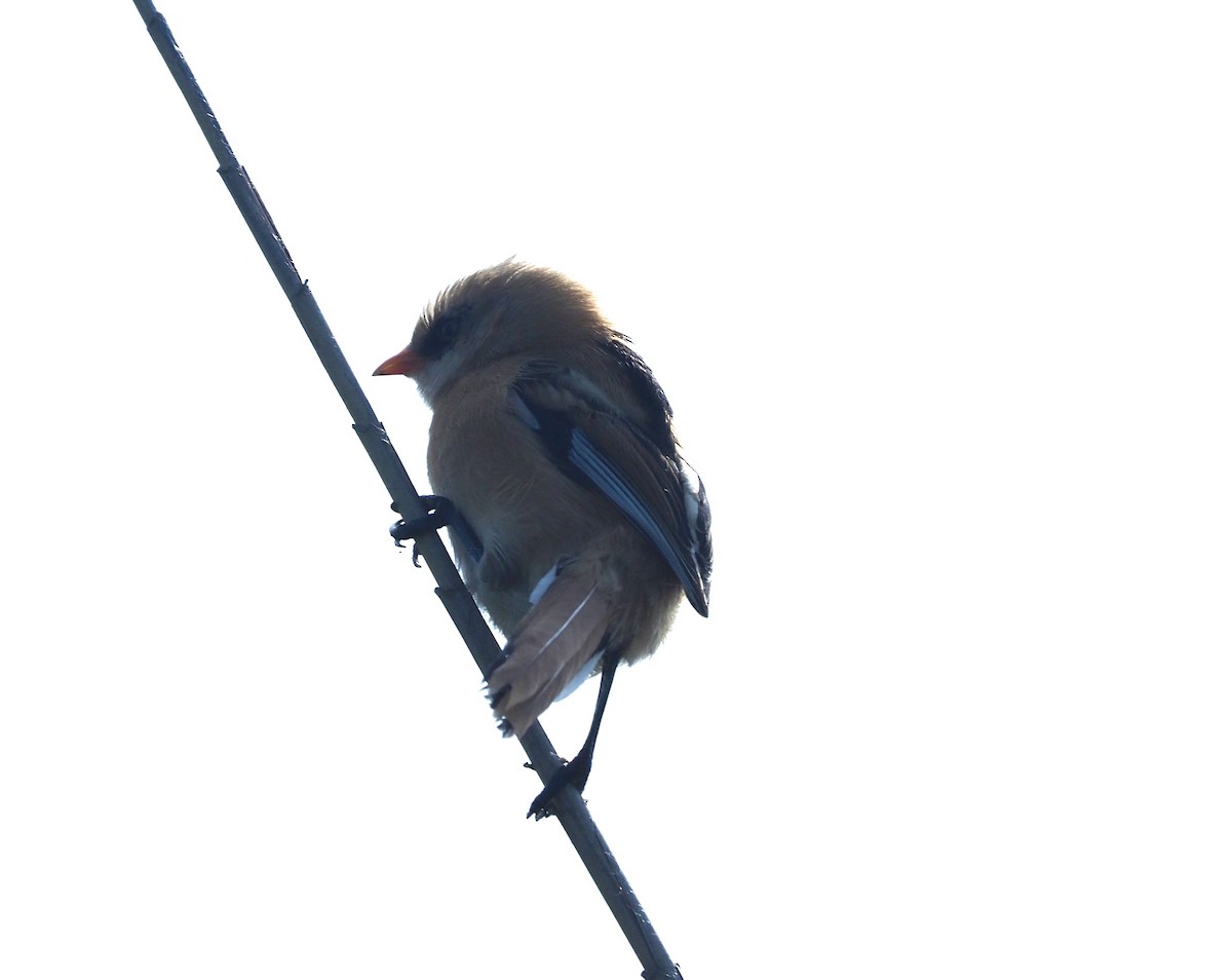 Сахалт хөх бух - ML644602873