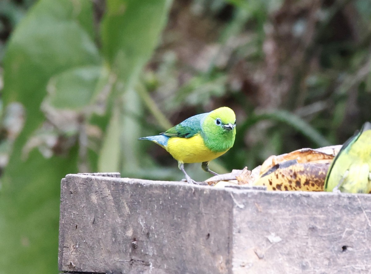 ミドリフウキンチョウ - ML644602874