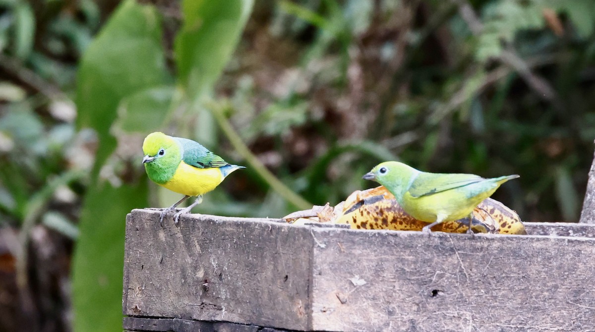 ミドリフウキンチョウ - ML644602875
