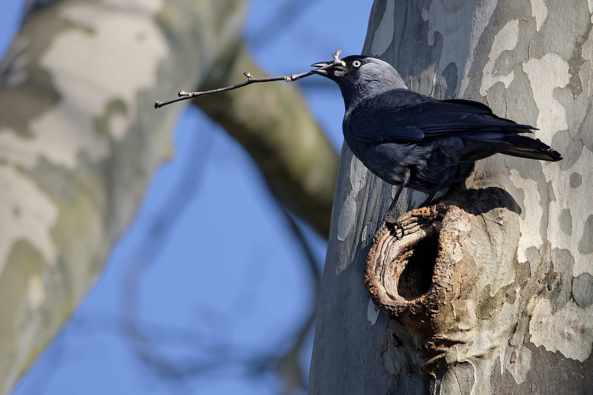 Taccola - ML644602880