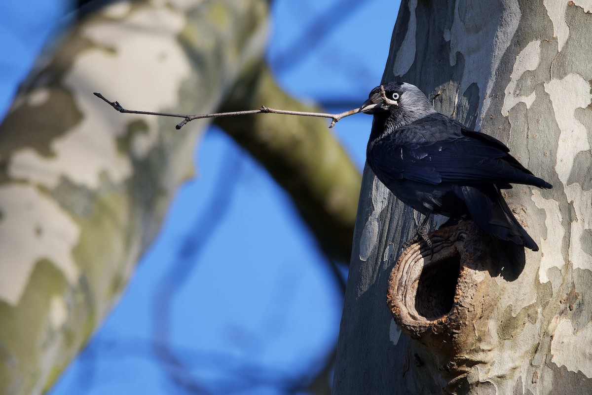 Taccola - ML644602886