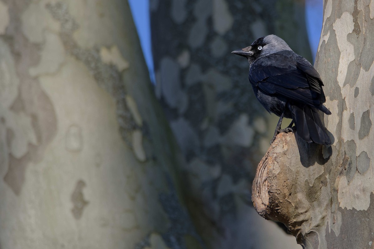 Eurasian Jackdaw - ML644602887