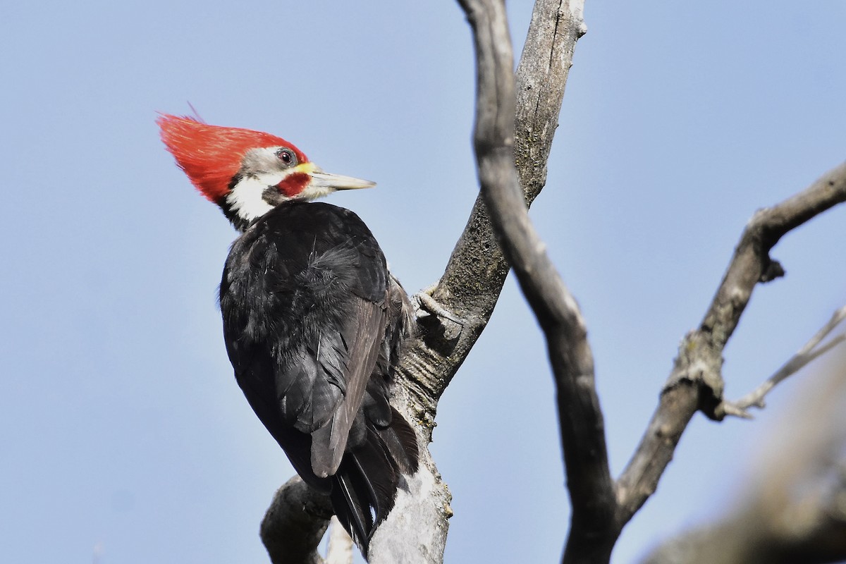 Black-bodied Woodpecker - ML644602888