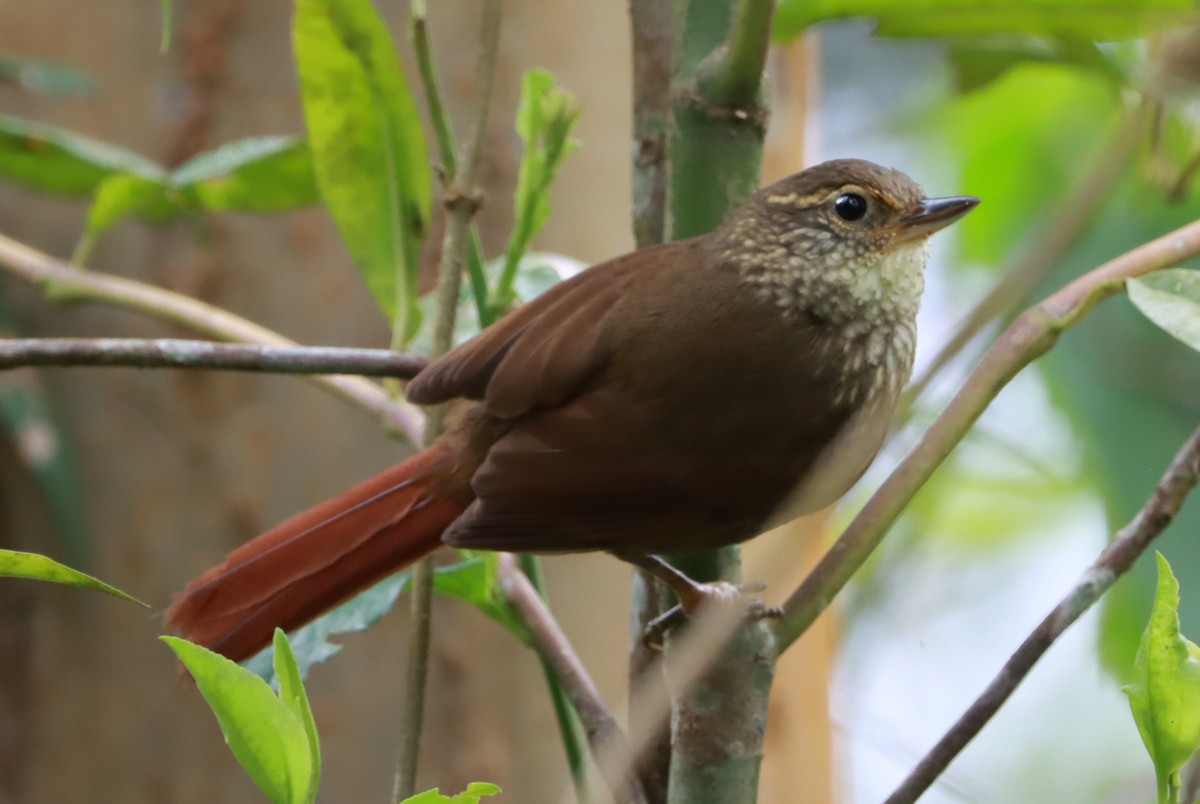Buff-browed Foliage-gleaner - ML644602889