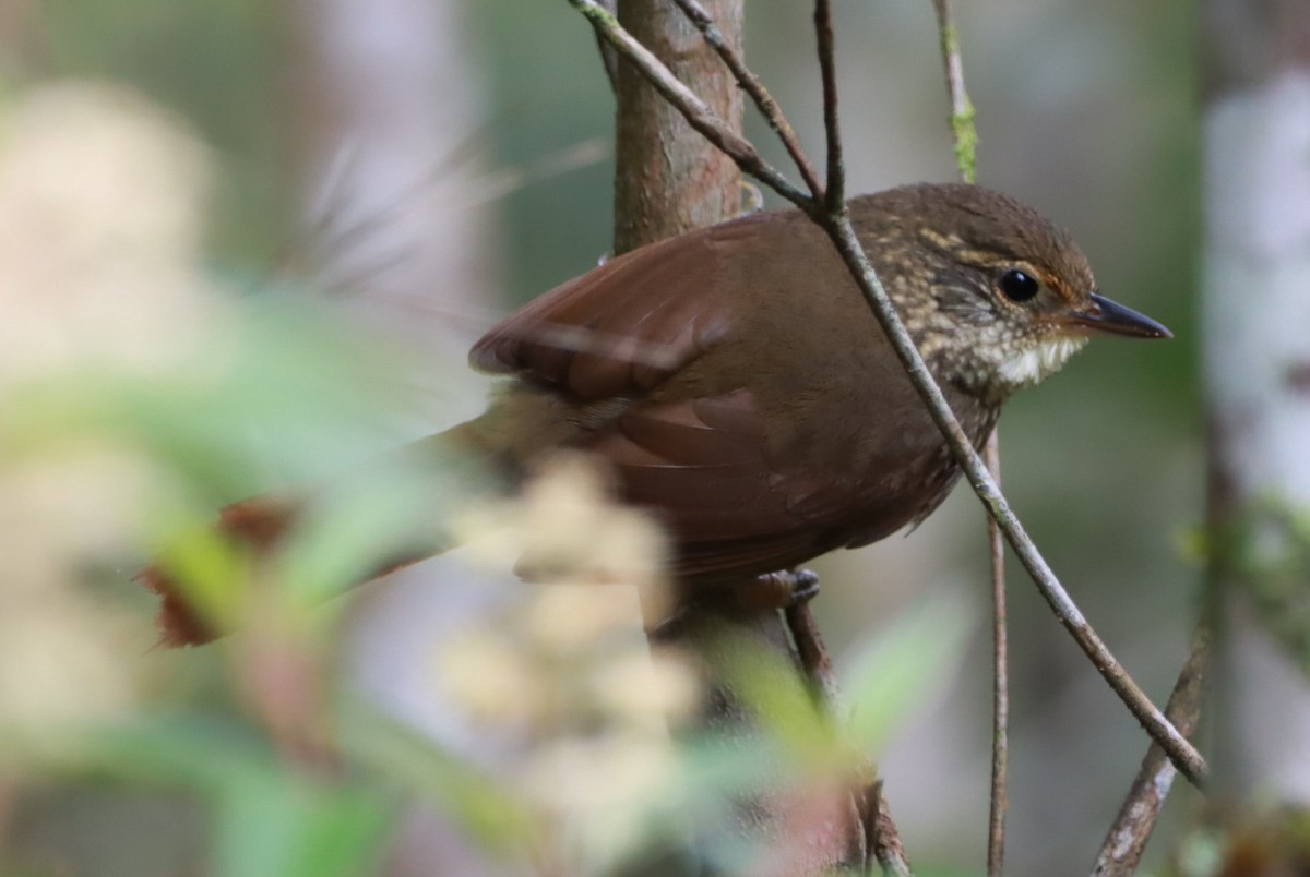 Buff-browed Foliage-gleaner - ML644602890