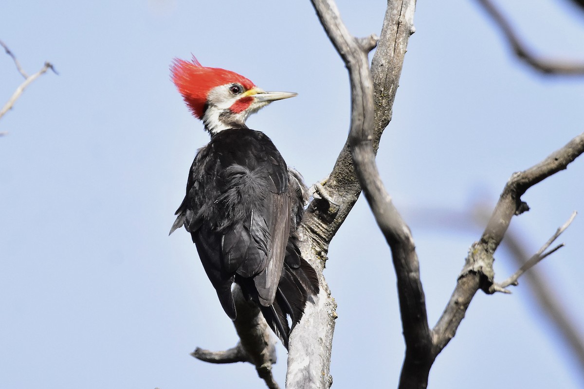Black-bodied Woodpecker - ML644602891