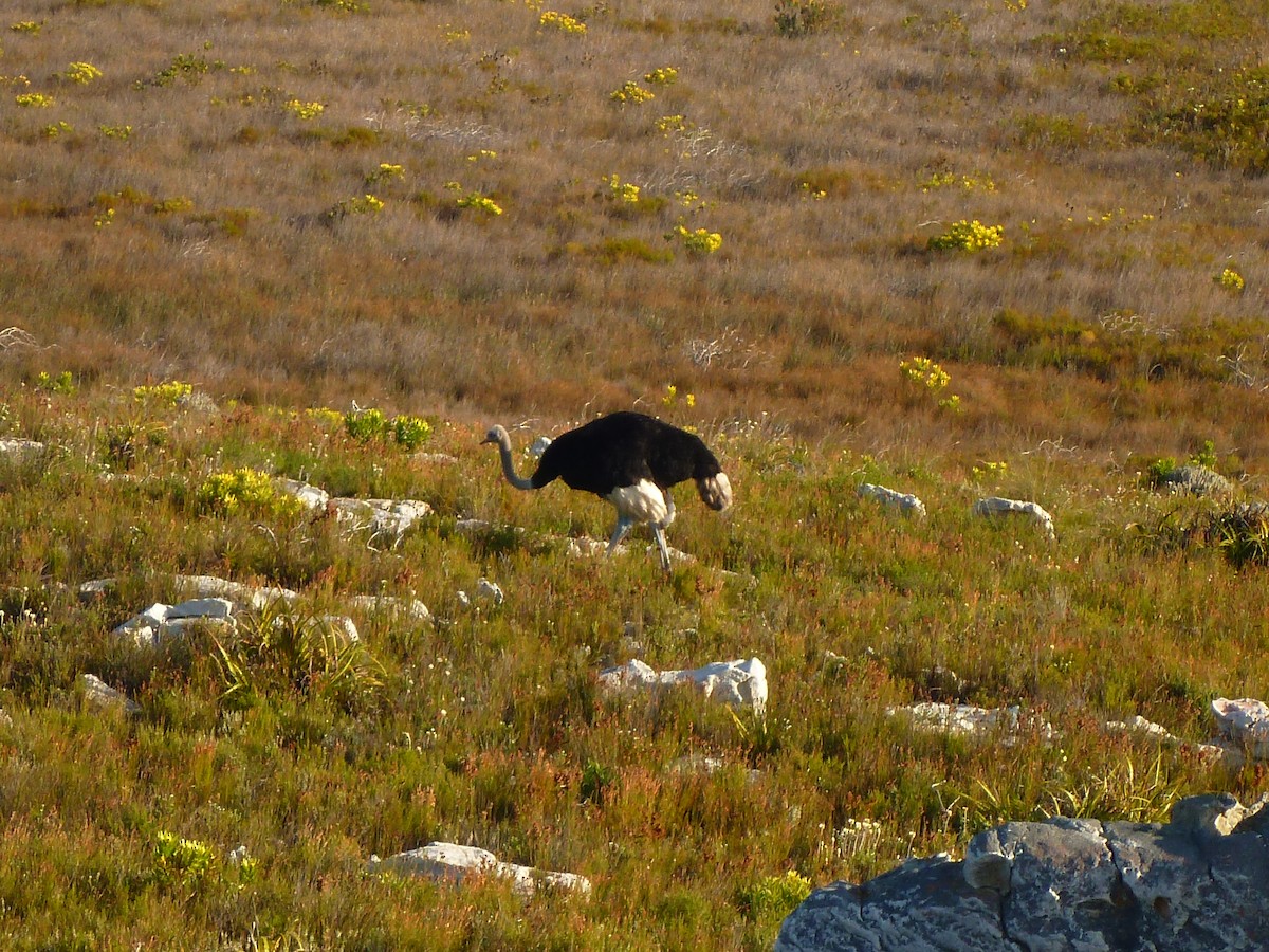 Common Ostrich - ML644602892