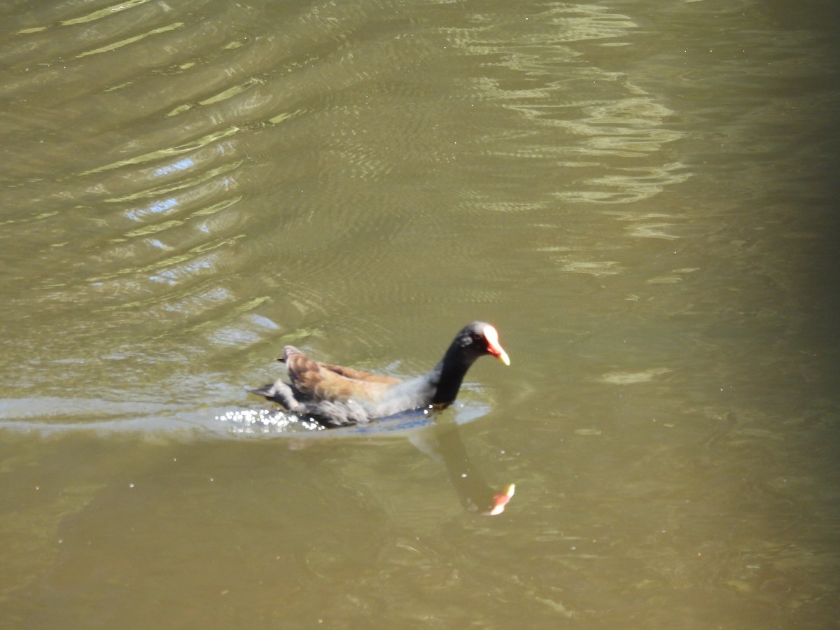 Dusky Moorhen - ML644602893