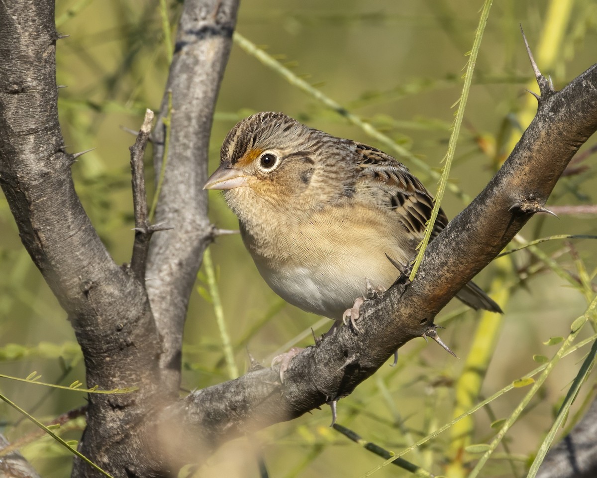 Grasshopper Sparrow - ML644602896