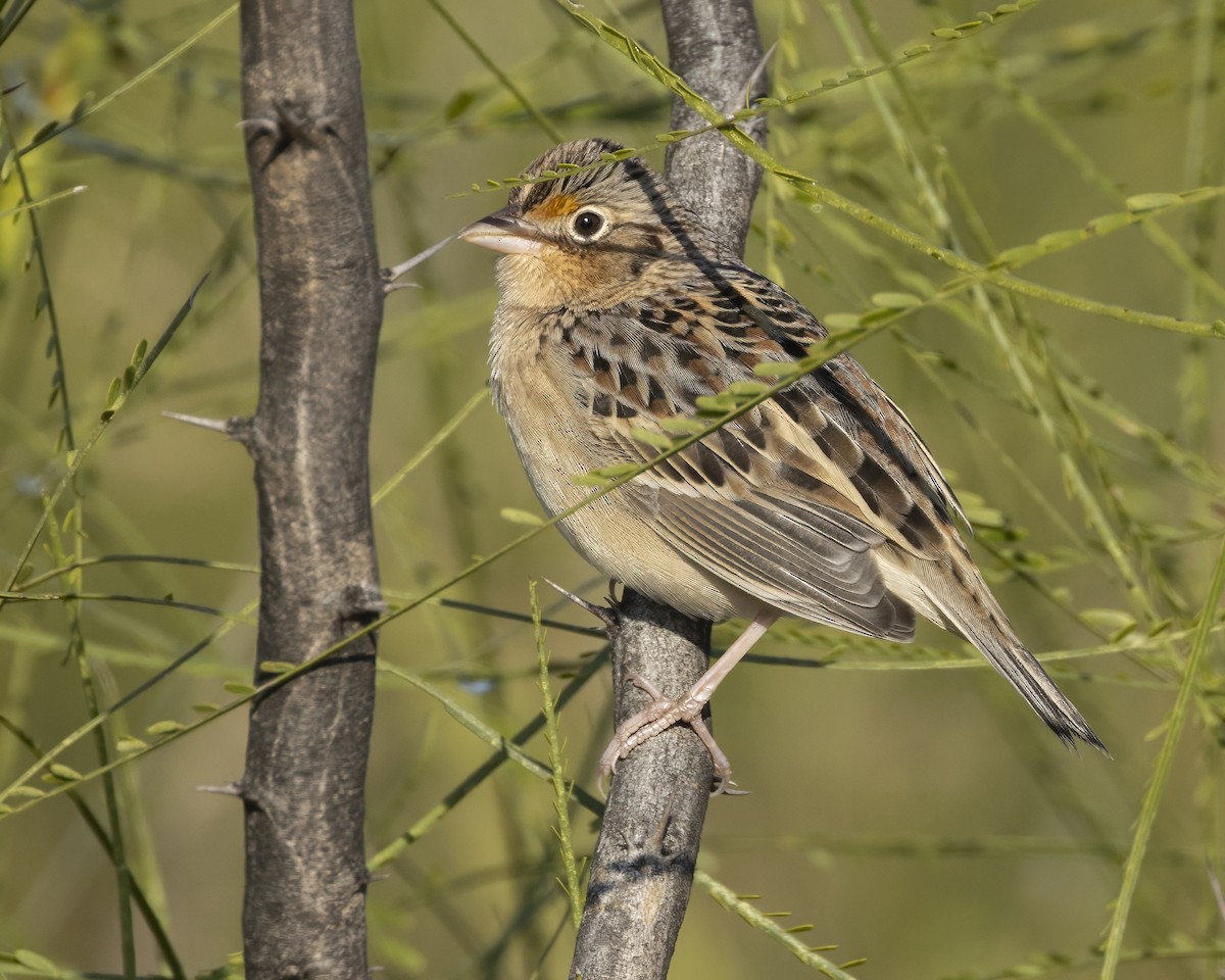 Grasshopper Sparrow - ML644602897