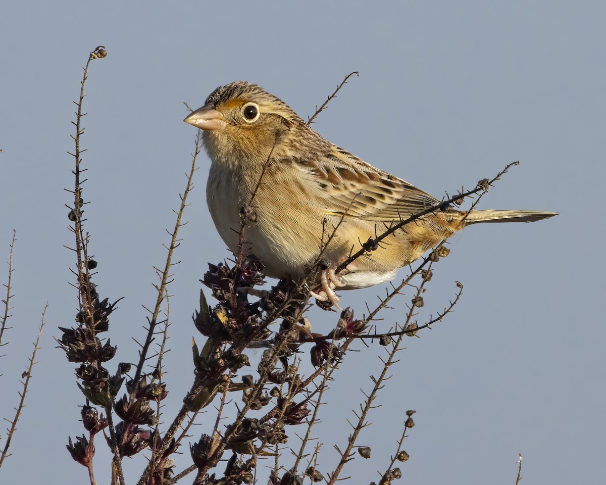 Grasshopper Sparrow - ML644602898