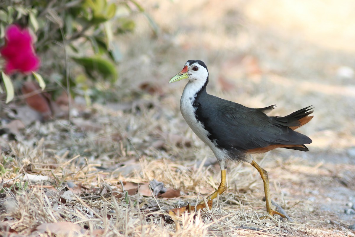 White-breasted Waterhen - ML644602899