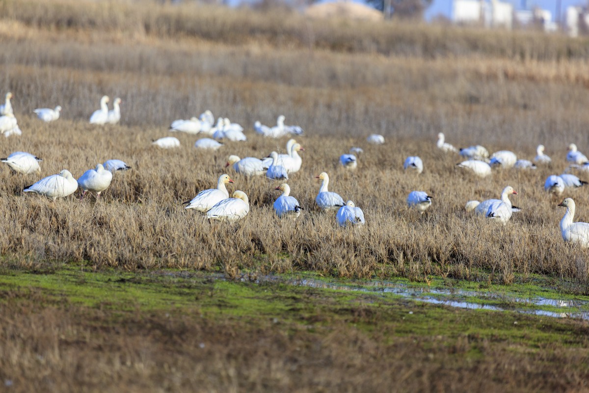Snow Goose - ML644602901