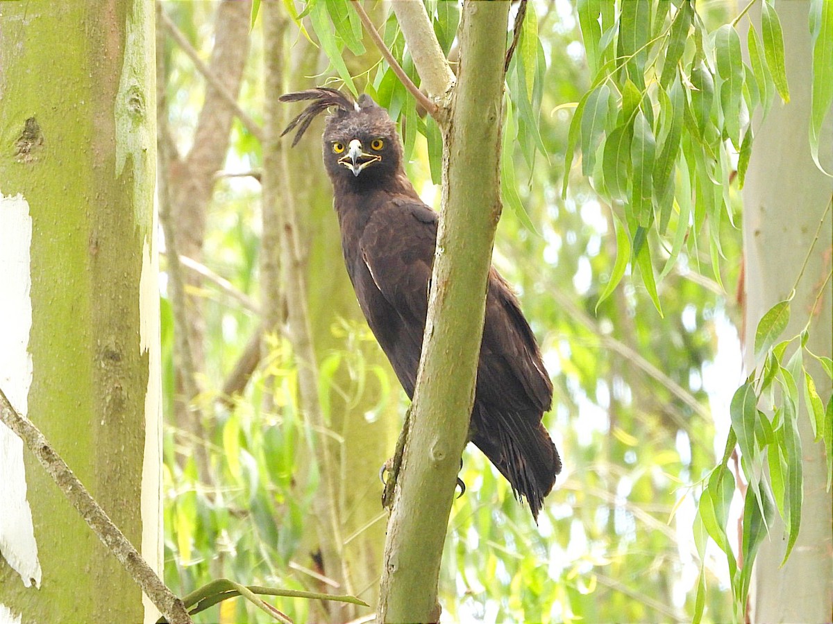 Long-crested Eagle - ML644602903