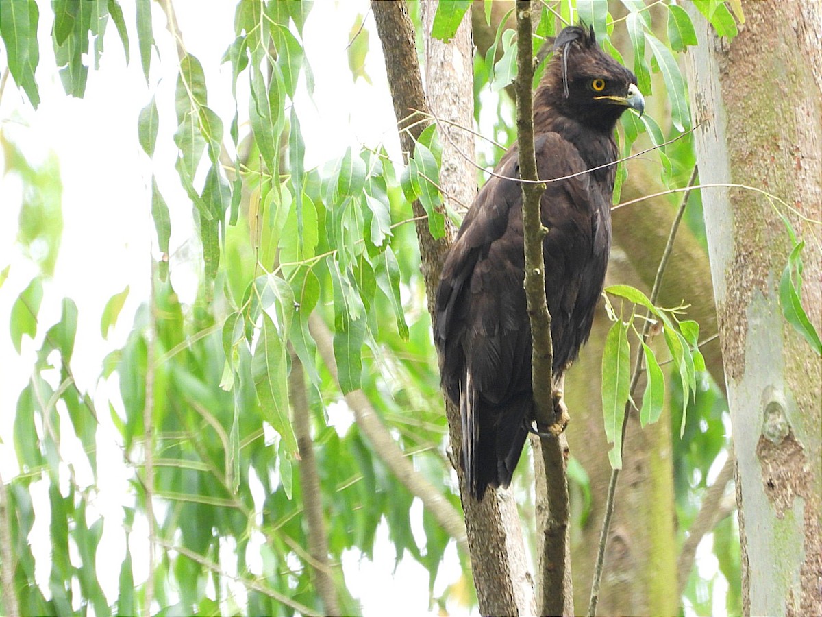 Long-crested Eagle - ML644602904
