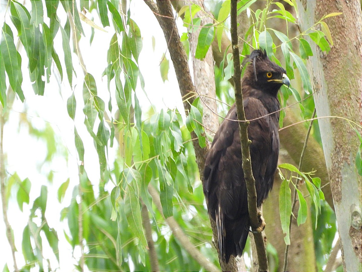 Long-crested Eagle - ML644602905