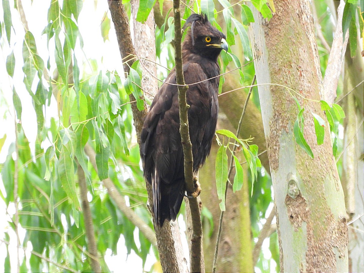 Long-crested Eagle - ML644602906