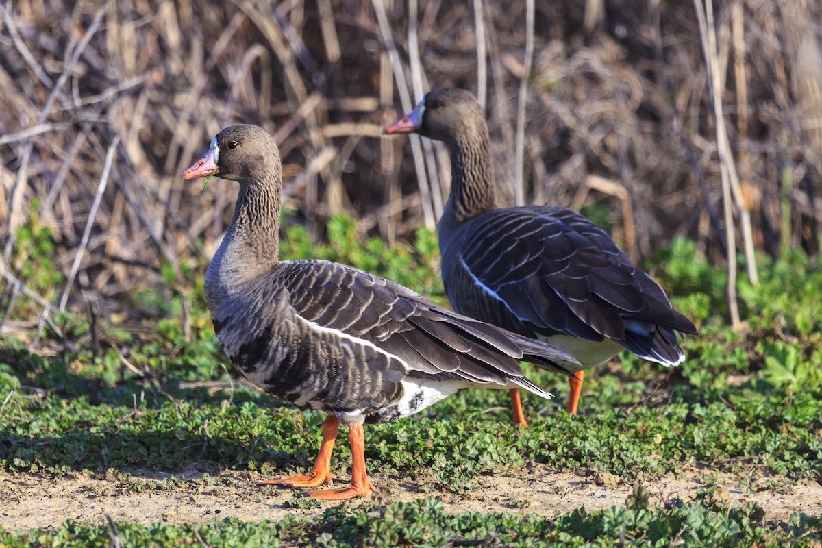 Greater White-fronted Goose - ML644602907