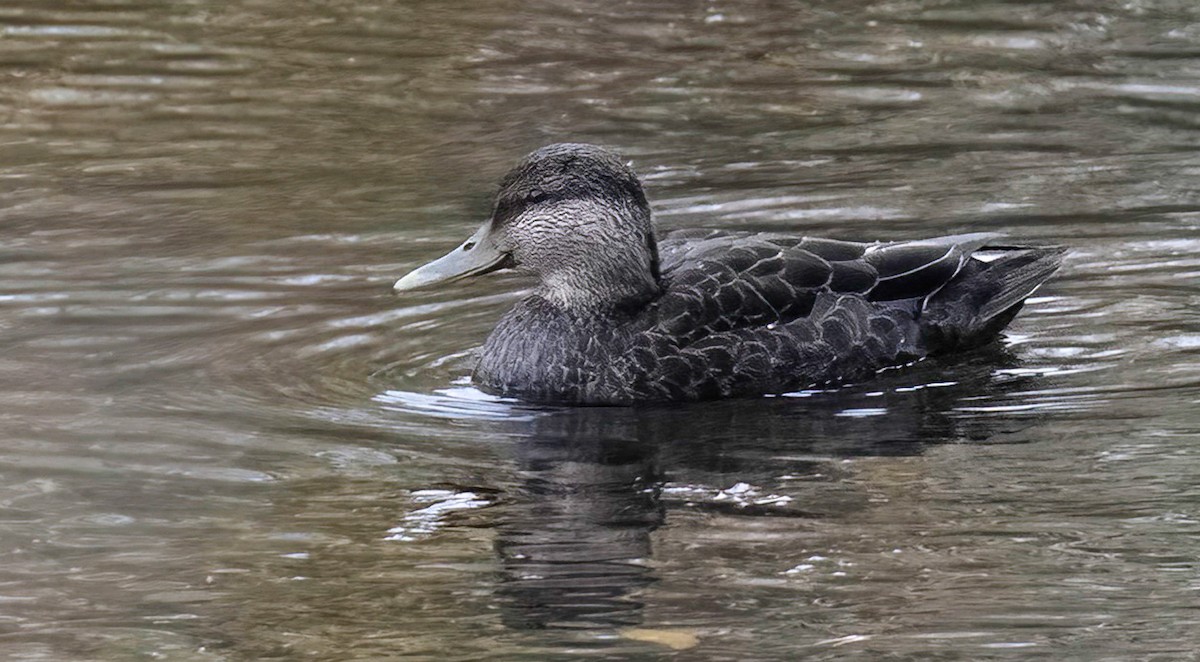 American Black Duck - ML644602909