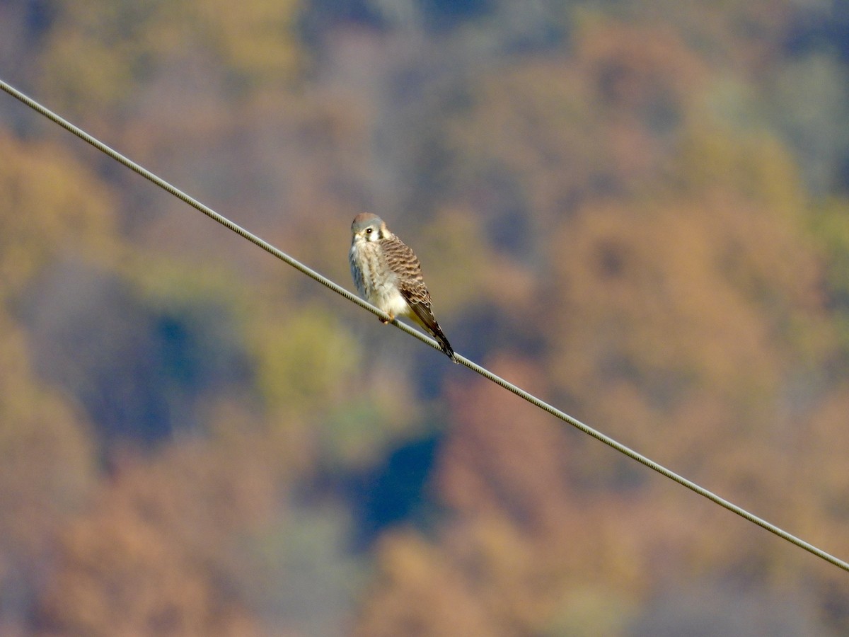 American Kestrel - ML644602910