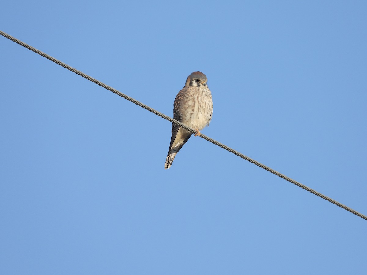 American Kestrel - ML644602911